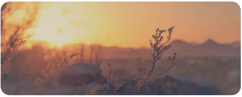 ServiceNow HAM Implementation | Sovereign Tribe